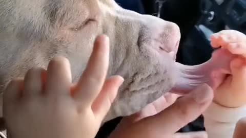 Cute video about a child and a dog