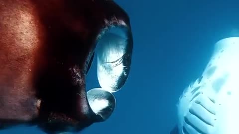 Manta ray is a real sea devil