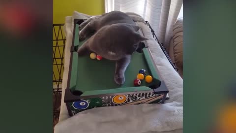 GATOS ENGRAÇADOS VÃO FAZER VOCÊ RIR POR HORAS 😂