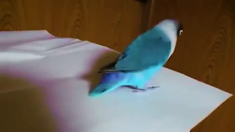 Hilarious dancing parrot loves to tap dance # shorts