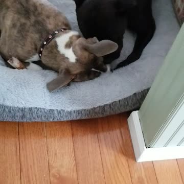 Pitbull mixes with their bones