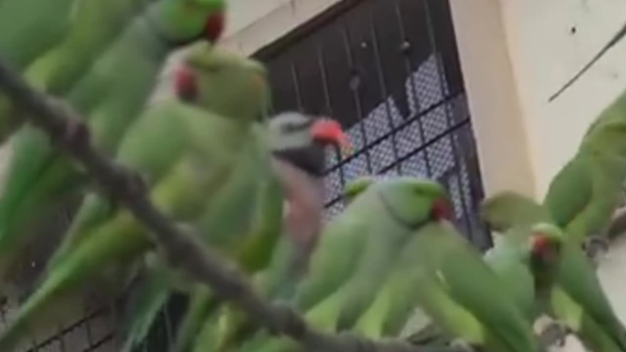 Green Parrot group's