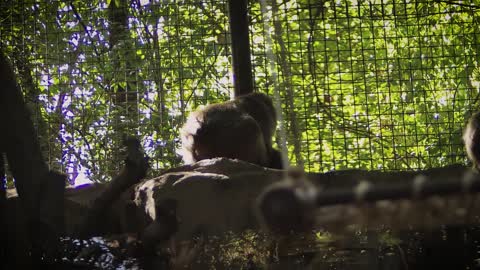 all our animal friends back at the Knoxville Zoo