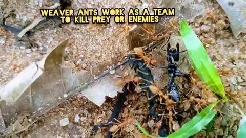 EPIC ANT BATTLE- African stink ant vs weaver - powerful bite ends it all_Cut.mp4