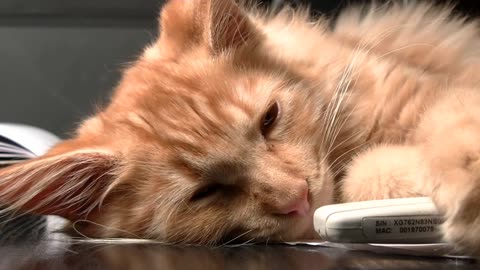 Collection of Funny Kitten Videos