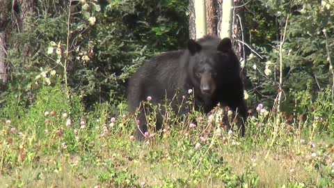 Black Bear