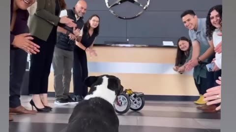 Dog wheelchair