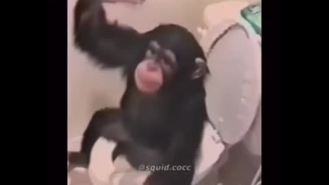 Monkey monkeys