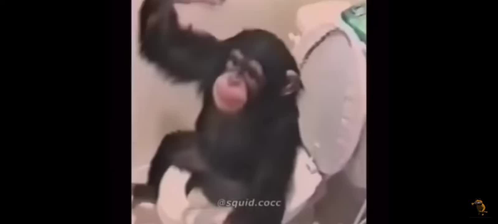 Monkey monkeys