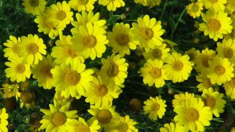 Yellow Daisies Moving with the Wind || Beautiful Daises 🌼 Flower || Flower Garden 🌼