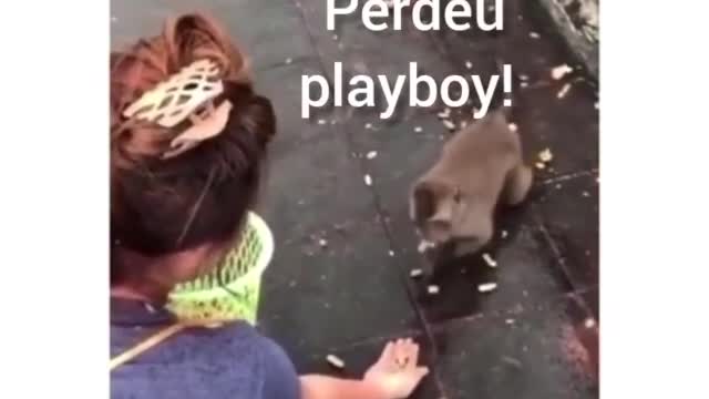 monkey doing macaquisis