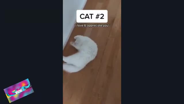 Challenge Try not To laugh-TOP50 funny cats and dogs