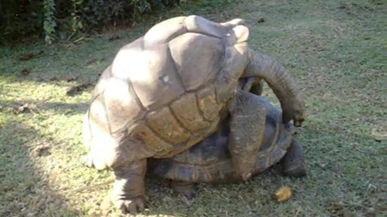 Giant Tortoise Making love