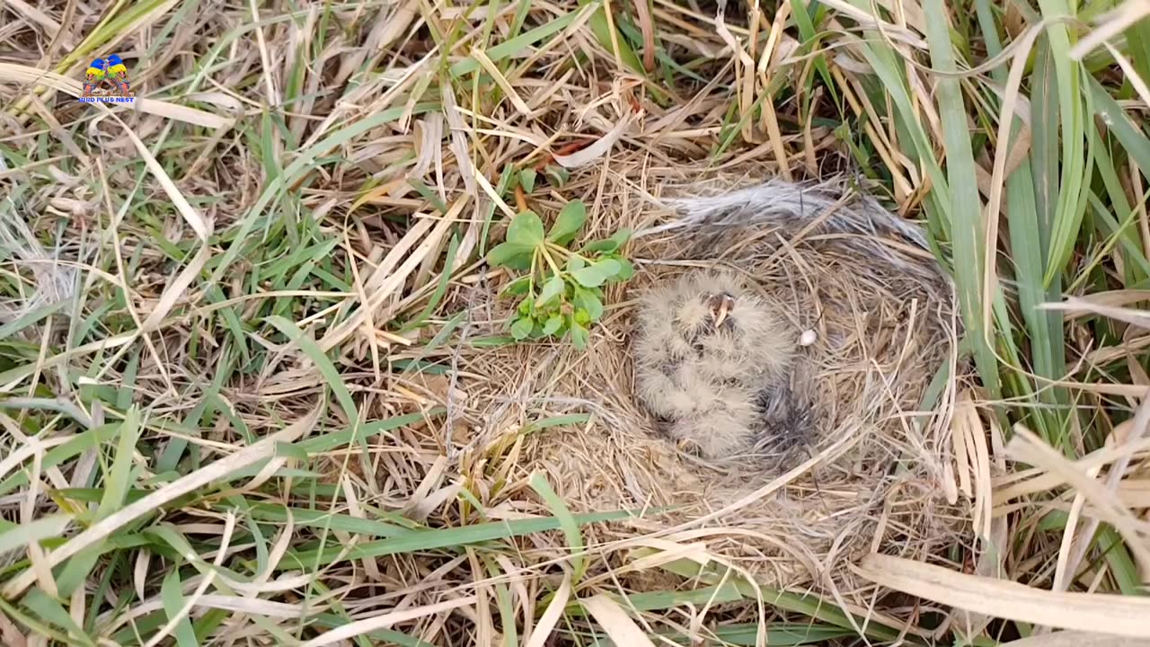 Little- Baby- Birds