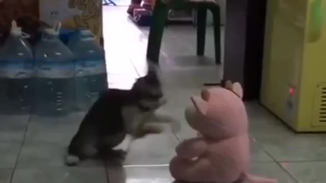 Funny cat times, fighting, jumping, and dancing