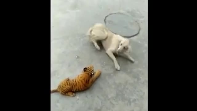 The dog's scare when he wakes up and sees a tiger by his side[Prank]