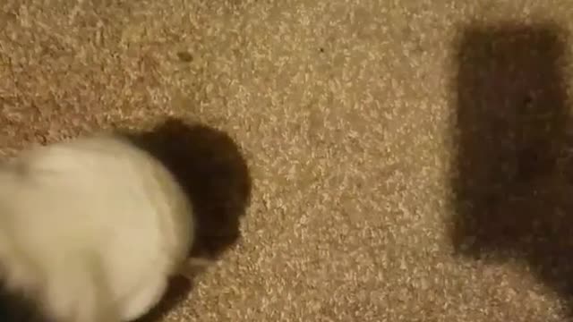 White and brown cat holds onto catnip jar