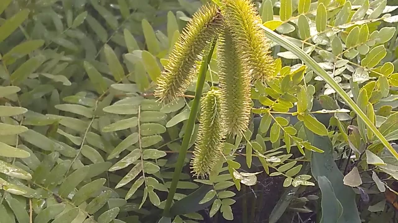 Longhair Sedge