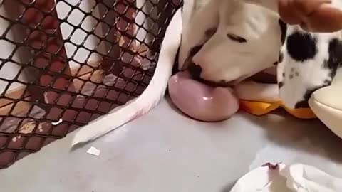 ANIMALS GIVING BIRTH