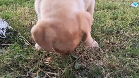 Puppy 🐶🐾🐶🐶