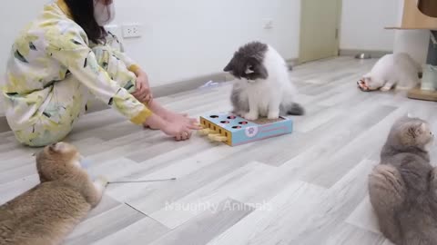 #Funniest animals # Funny moments #laugh #Feel the vibe