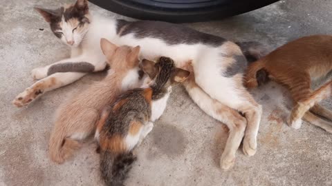 Mama cat and her kittens