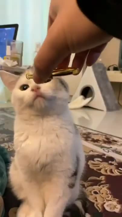 Baby Cats - Cute and Funny Cat Videos Compilation #34 | Aww Animals