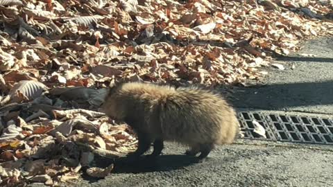 The raccoon I met on the mountain road