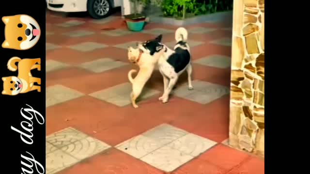 Some fun moments of two dogs.