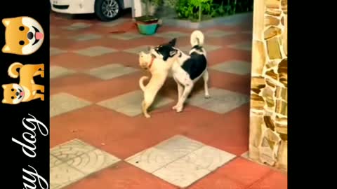 Some fun moments of two dogs.