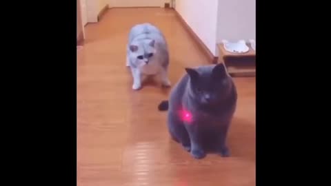 Cats funny videos