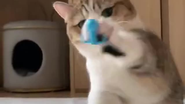 cute cat shorts❤#shorts #cat #cutecat