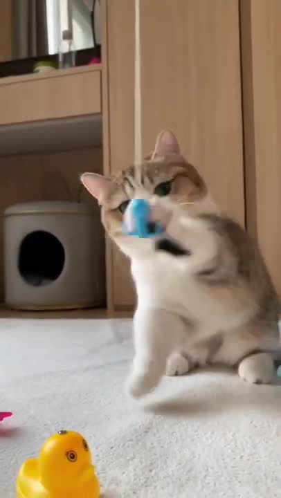 cute cat shorts❤#shorts #cat #cutecat