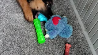 GSD Jake 13 weeks
