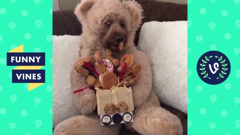 Viral Cute and Funny Animals Compilation
