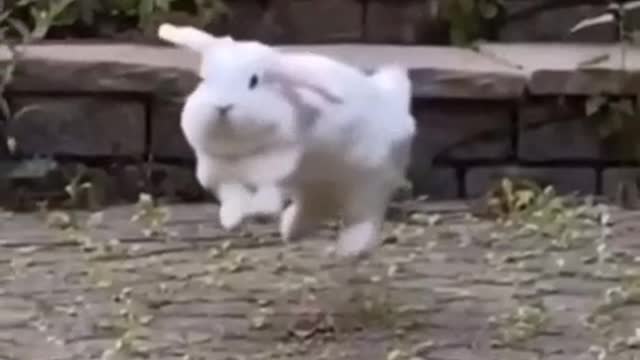 Rabbit dancing Balinese