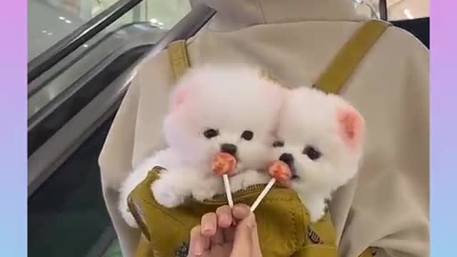 Funny and Cute Dog Video Compilation_26 _#short