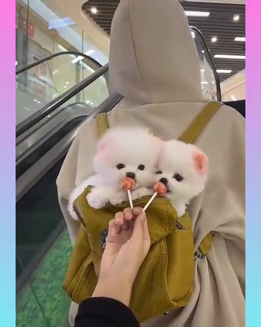 Funny and Cute Dog Video Compilation_26 _#short