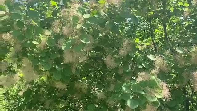 white hairy flowers on tree