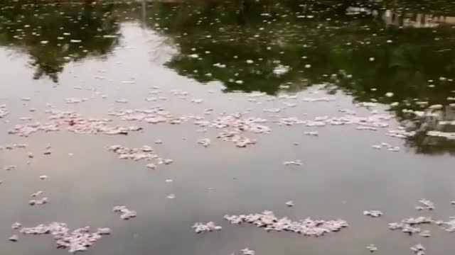 The flowering lake π¦πΊπΊπ¦πΊπΊπ¦πΊπΊπΊ