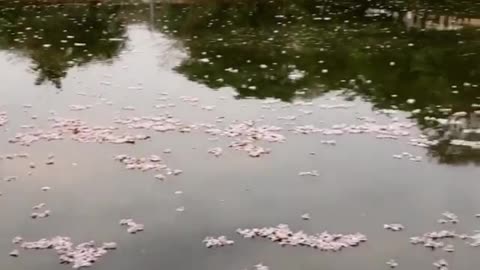 The flowering lake 💦🌺🌺💦🌺🌺💦🌺🌺🌺