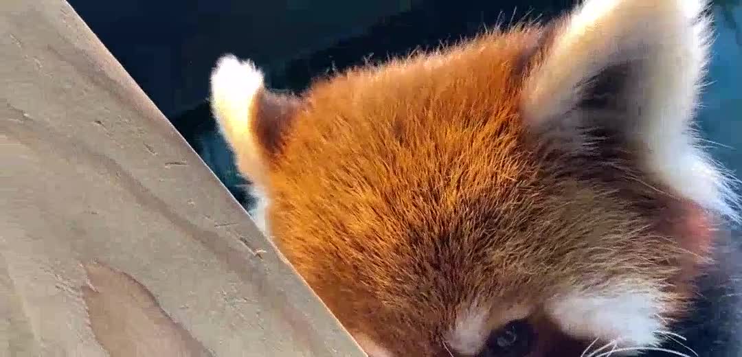 brother hunk!! Smoking cats What cat Suck some unusual cat today! Red panda (Ailuropoda melanoleuc