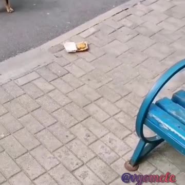 看到了嗎？？狗狗告訴你……這牌子生產的東西，不能吃！！真，不能吃！！