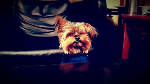 Cute Lil Yorkie