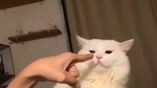 I asked my cat If I can pet her