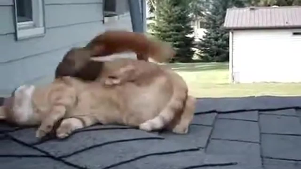 Ninja squirrel is having loads of fun with kitty #shorts #viral #shortsvideo #video
