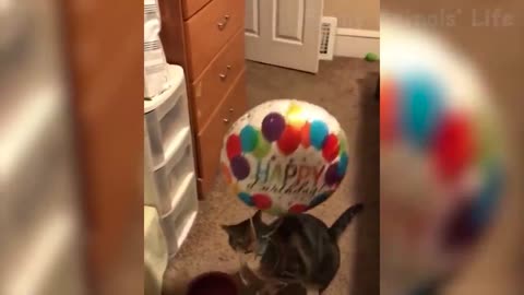 Awesome Dogs and Cats Funniest Videos