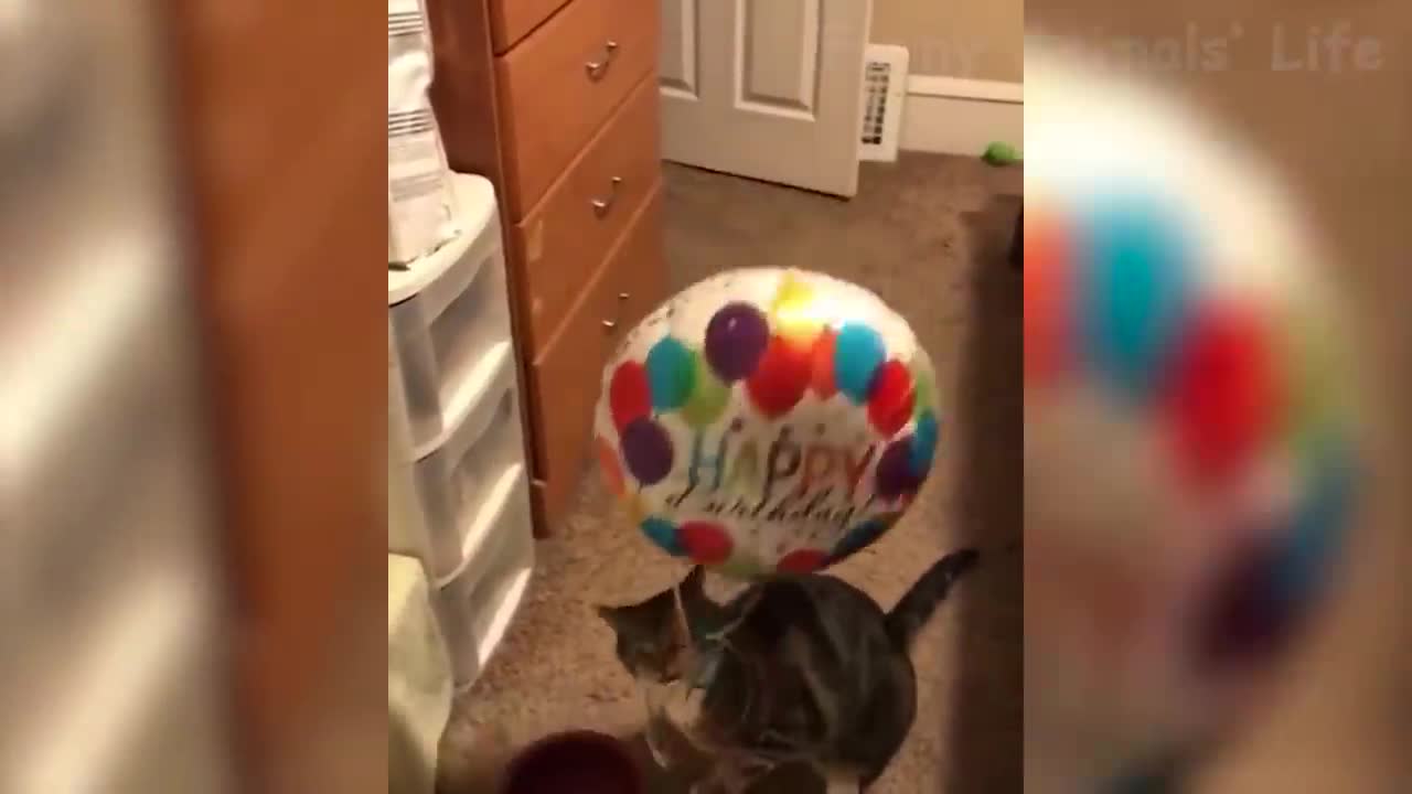 Awesome Dogs and Cats Funniest Videos