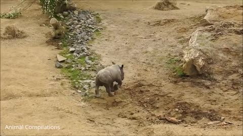 Baby Rhino Charging - FUNNIEST ANIMALS