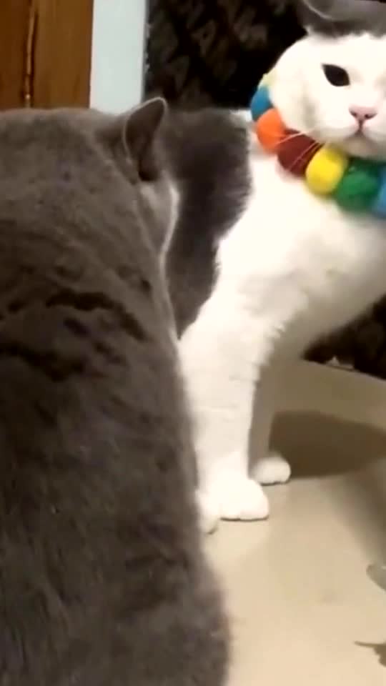 I’m so friendly. Why does he hit me?